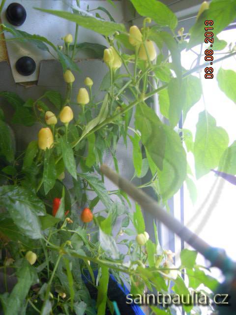 Chilli Numex Twilight