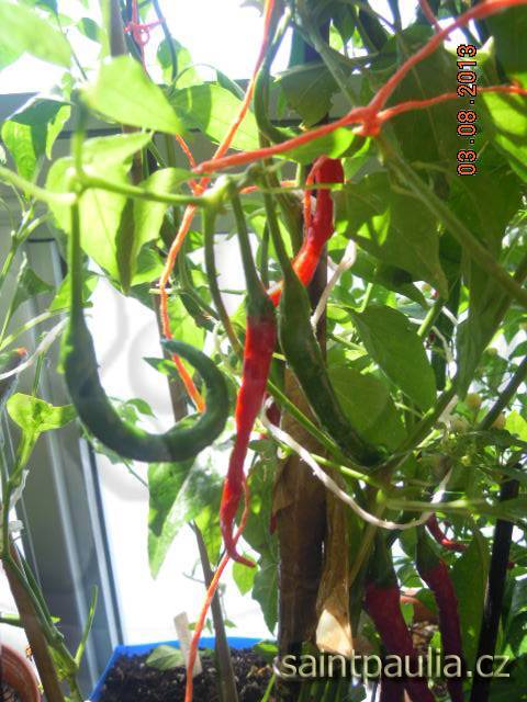 Chilli - semínka z nálevu