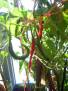 Chilli - semínka z nálevu