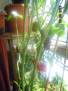 Chilli Trinidad