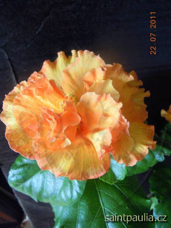 Rosalind