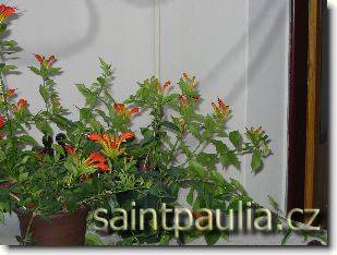 Aeschynanthus