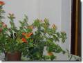 Aeschynanthus