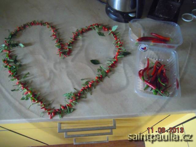 Chilli  Tepin a Bonsai