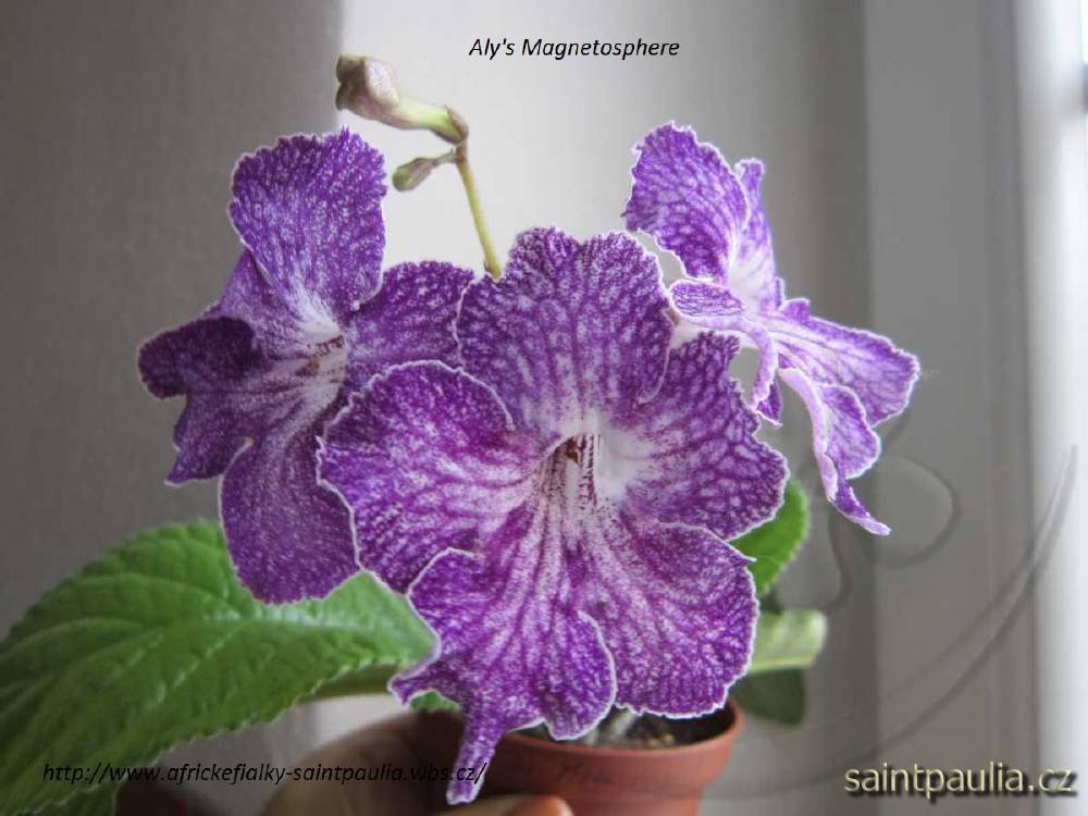 Aly's Magnetosphere