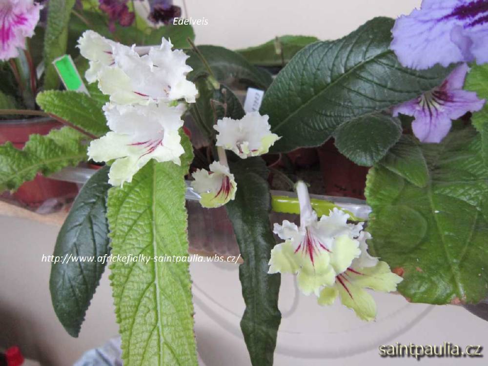 Edelveis