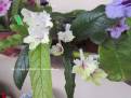 Edelveis