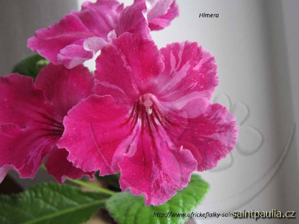 Himera