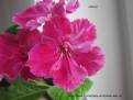 Himera
