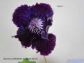 Pop Art
