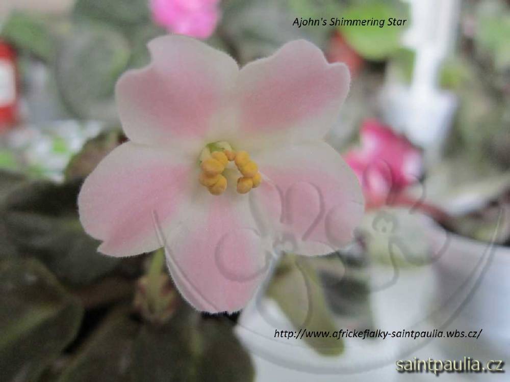 Ajohn's Shimmering Star