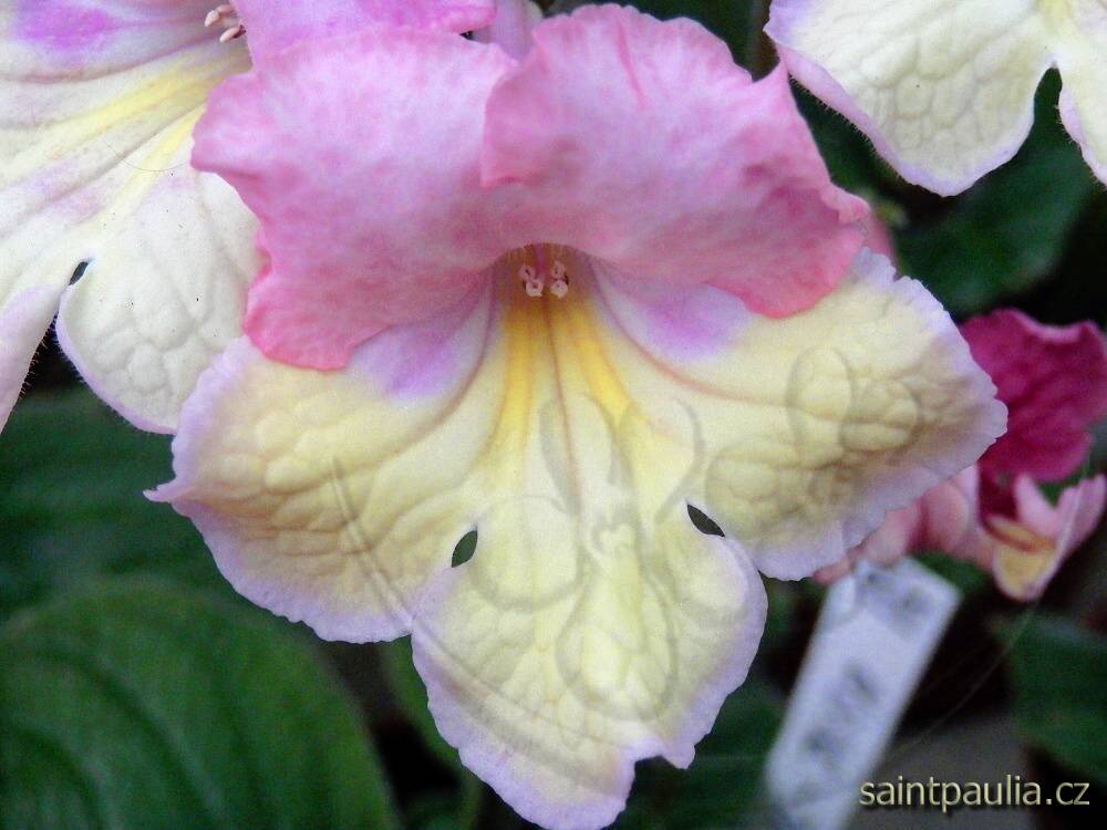 JL-Disa 1229
