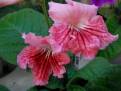 JL-Strawberry Mousse 1231