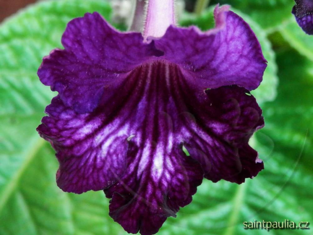 JL-Purple Ink 1233