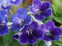 JL-Blue Count 1240