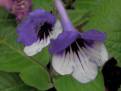JL-Showy Pansy 1243
