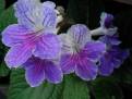 JL-Echoes Horizon II 1247