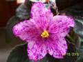 EK-Krokus Vesennii