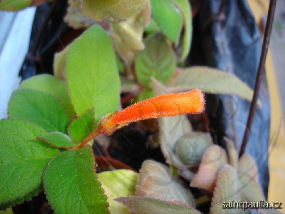 Kohleria spicata