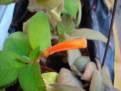 Kohleria spicata