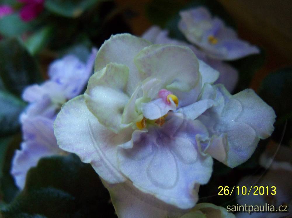 LE-Lesnaia Nimfa