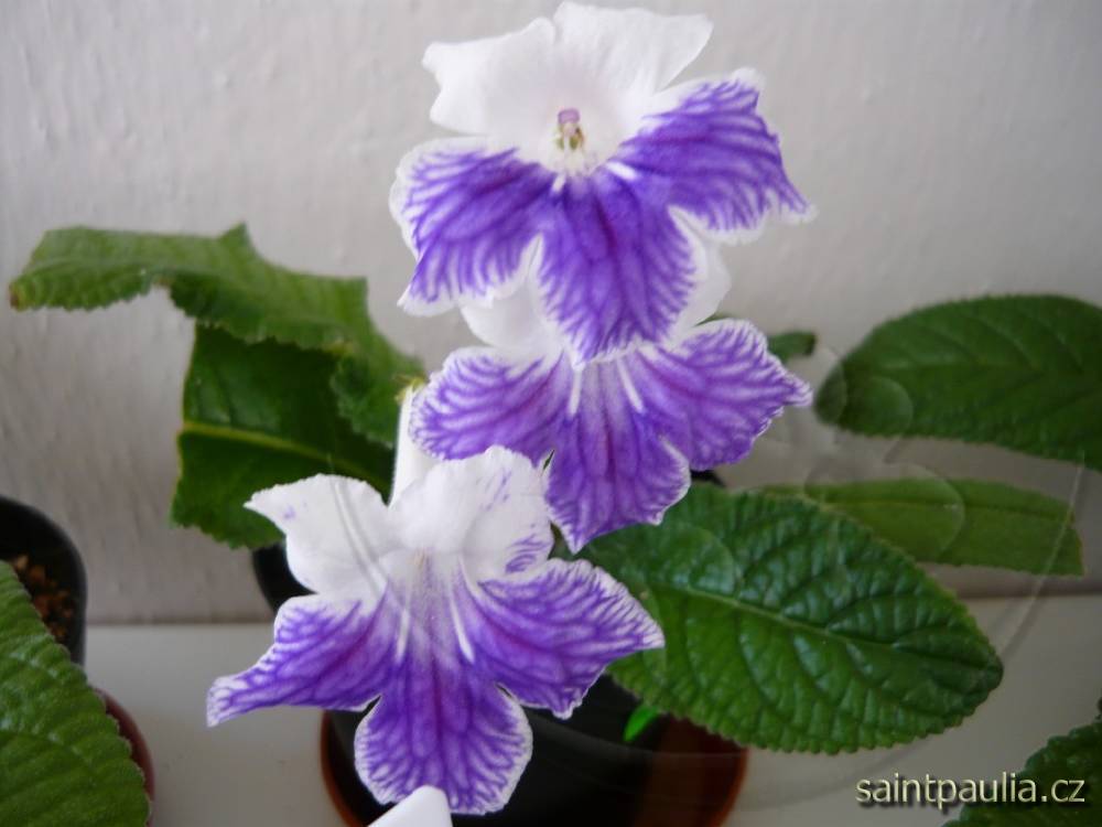 Alpine Cascade