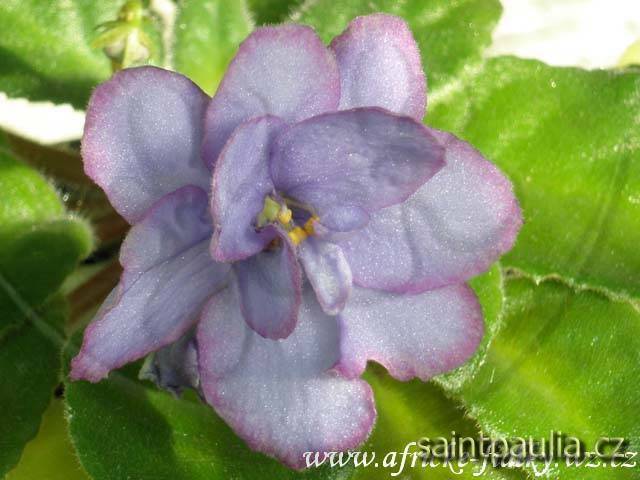 EK-Goluboglazaia Rossiia
