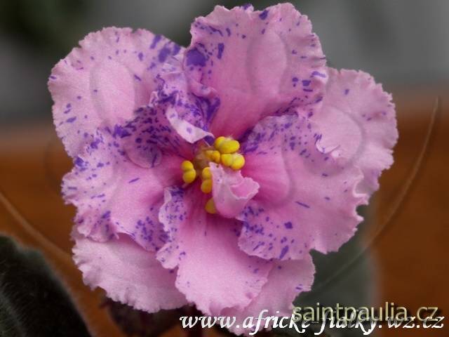 Carnation Sprinkles Sport