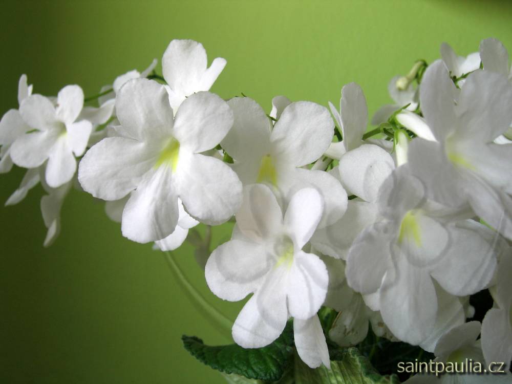 Maasens White