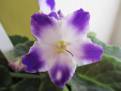 Bloomlover's Spirit