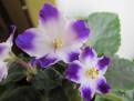 Bloomlover's Spirit