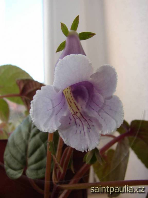 Sinningia eumorpha Saltão