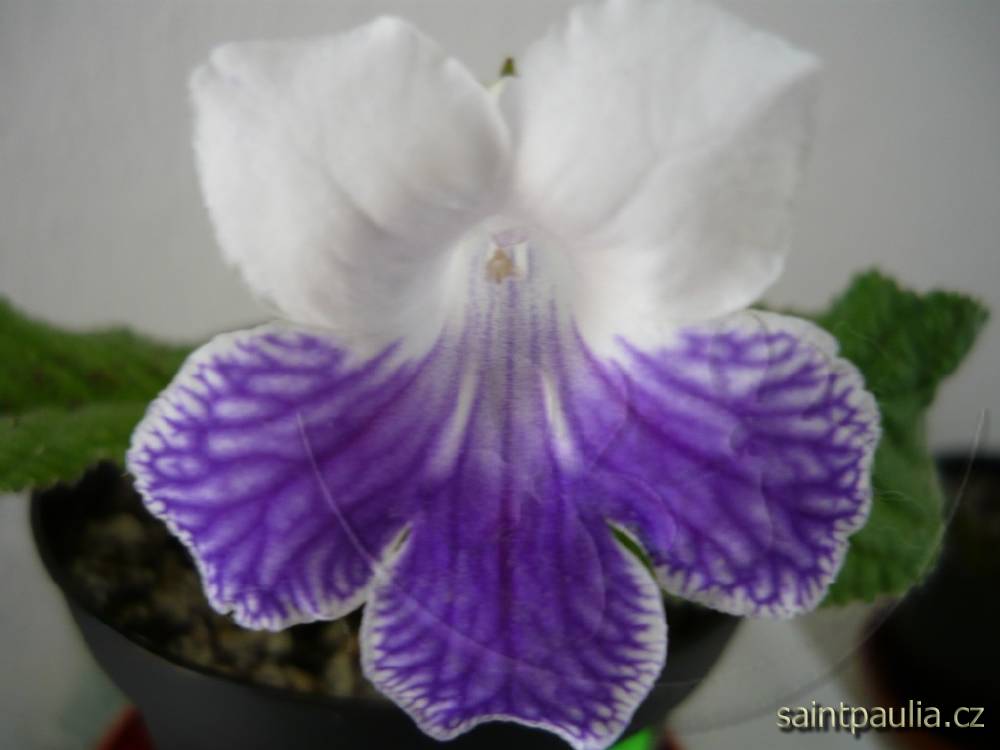 Alpine Cascade