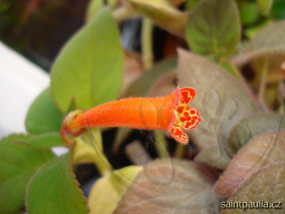Kohleria spicata