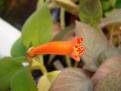 Kohleria spicata