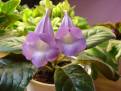 Sinningia speciosa Brasilia