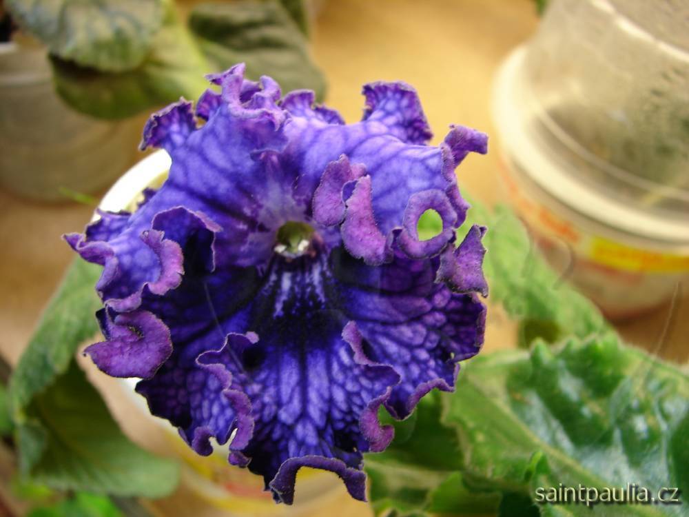 Fahrenheit
