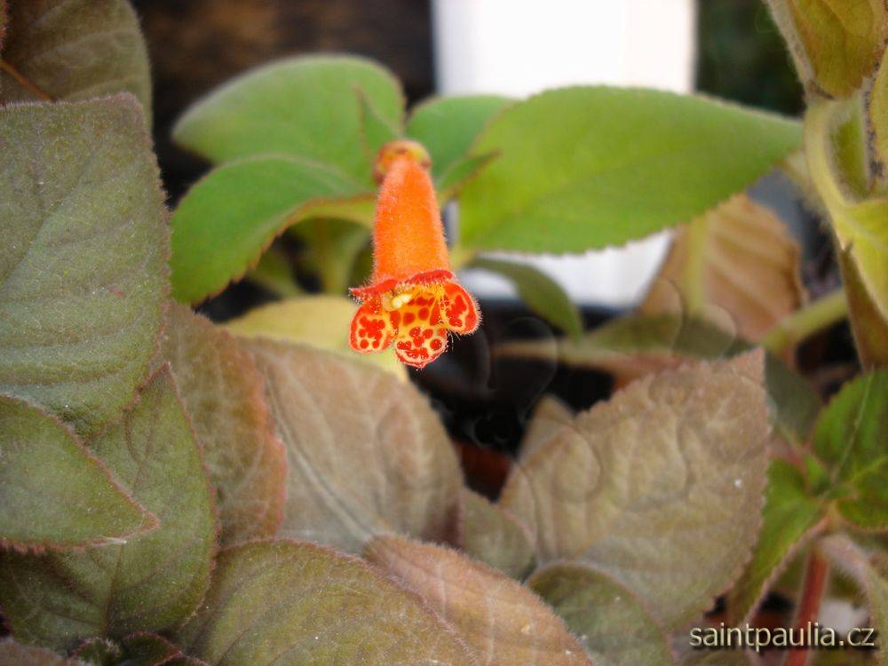 Kohleria spicata