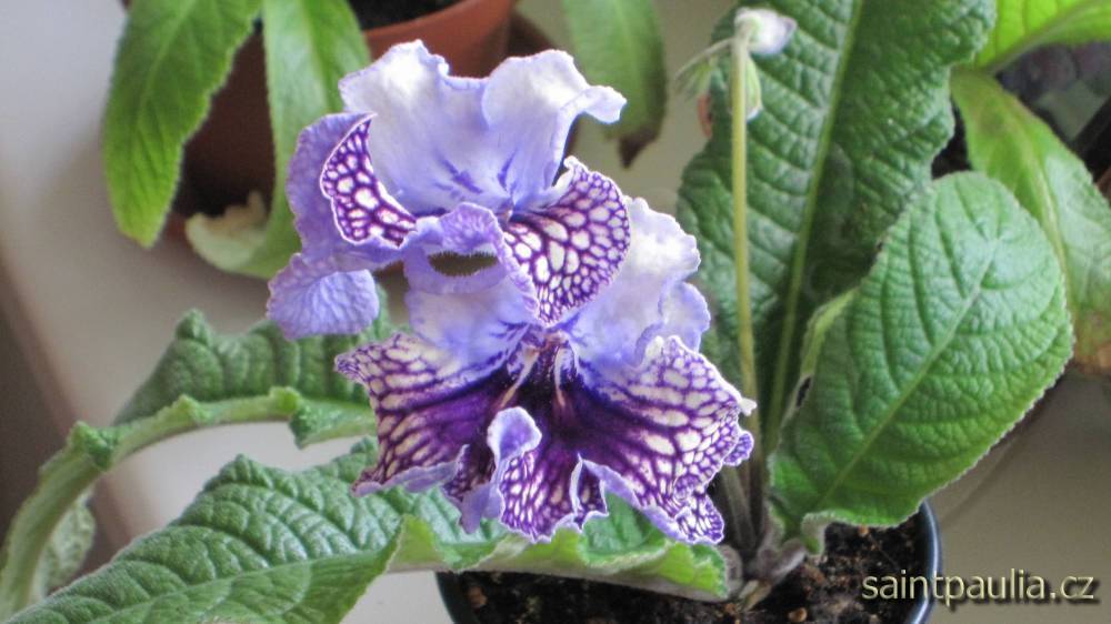 Harlequin Lace