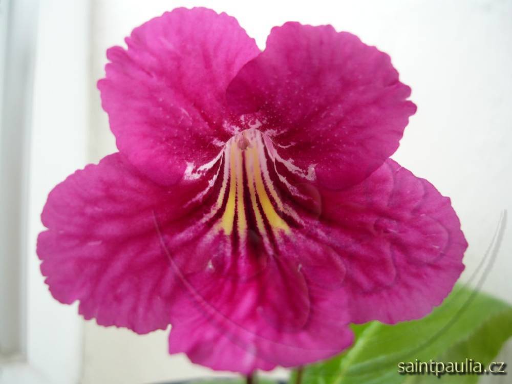 Bristol's Sixth Scents