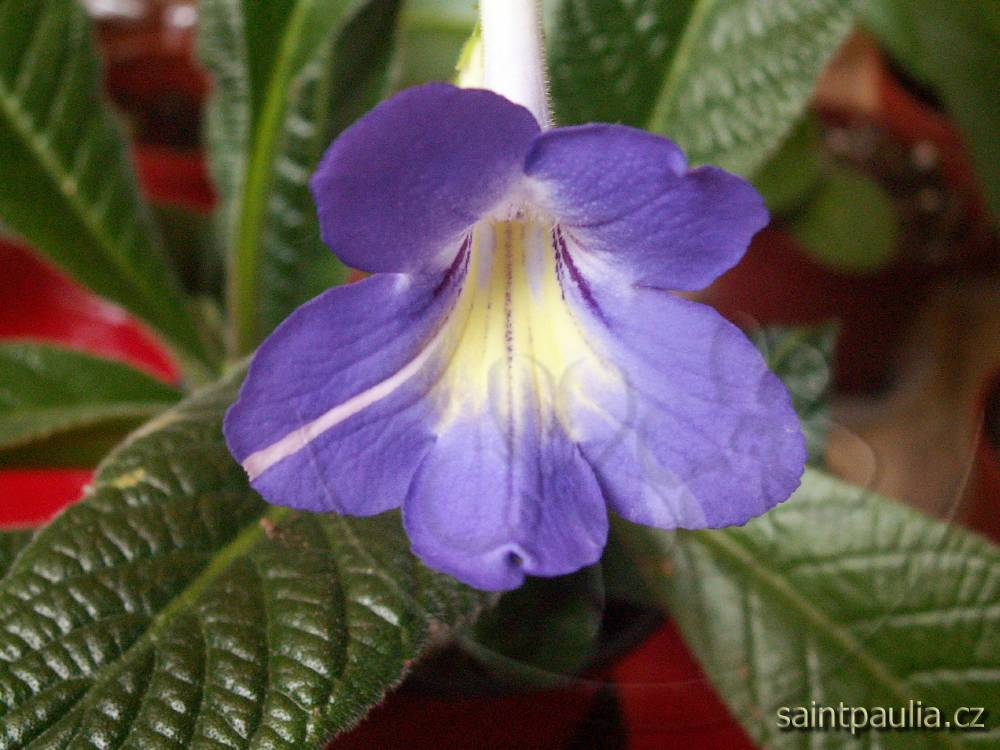 Bristol's Party Girl