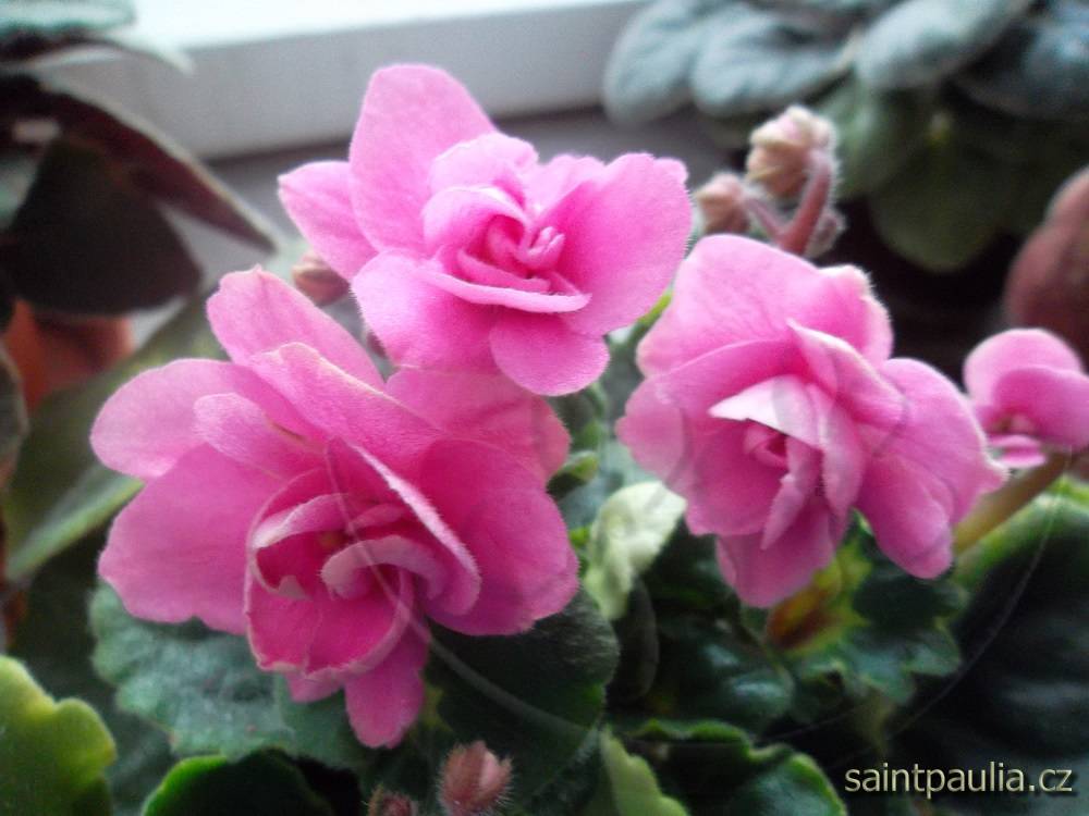 Rococo Rose