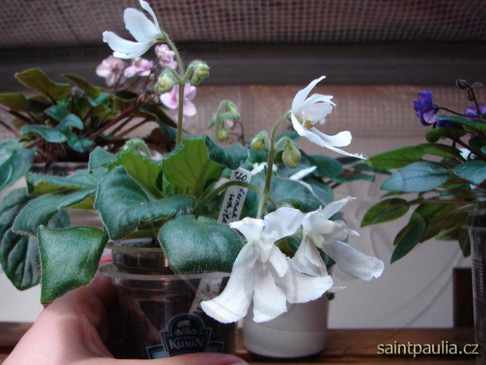 Lunar Lily White