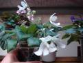 Lunar Lily White