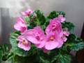 Rococo Rose