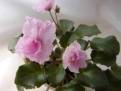 Allegro Winsome Pink