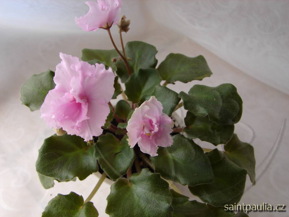 Allegro Winsome Pink