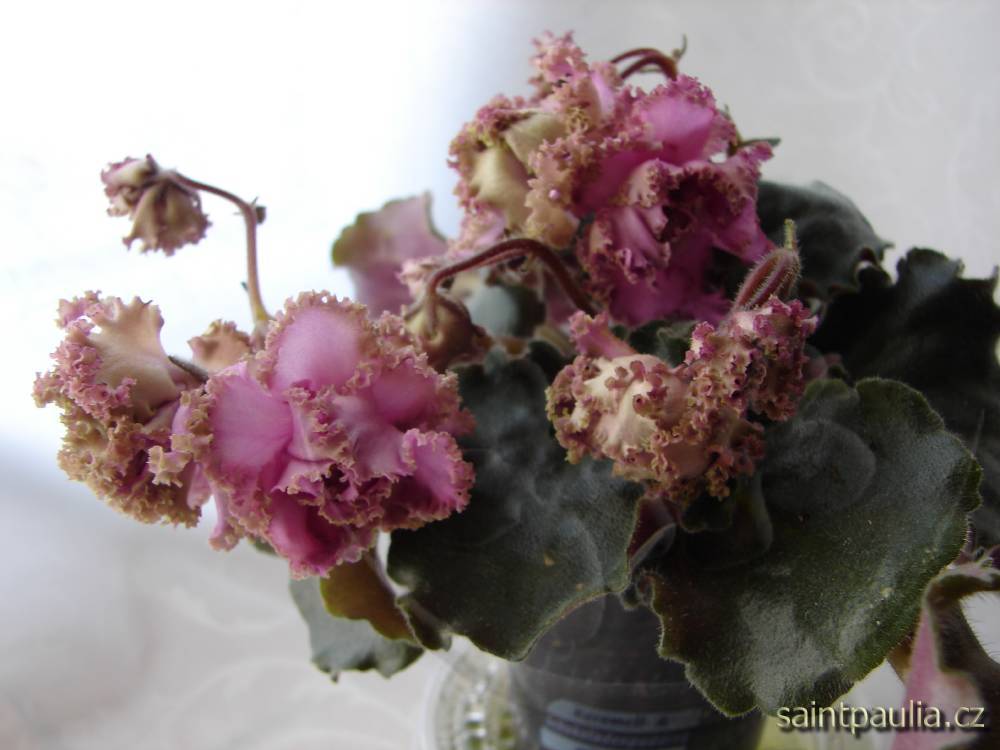 Island Rose