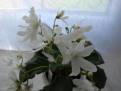 Lunar Lily White