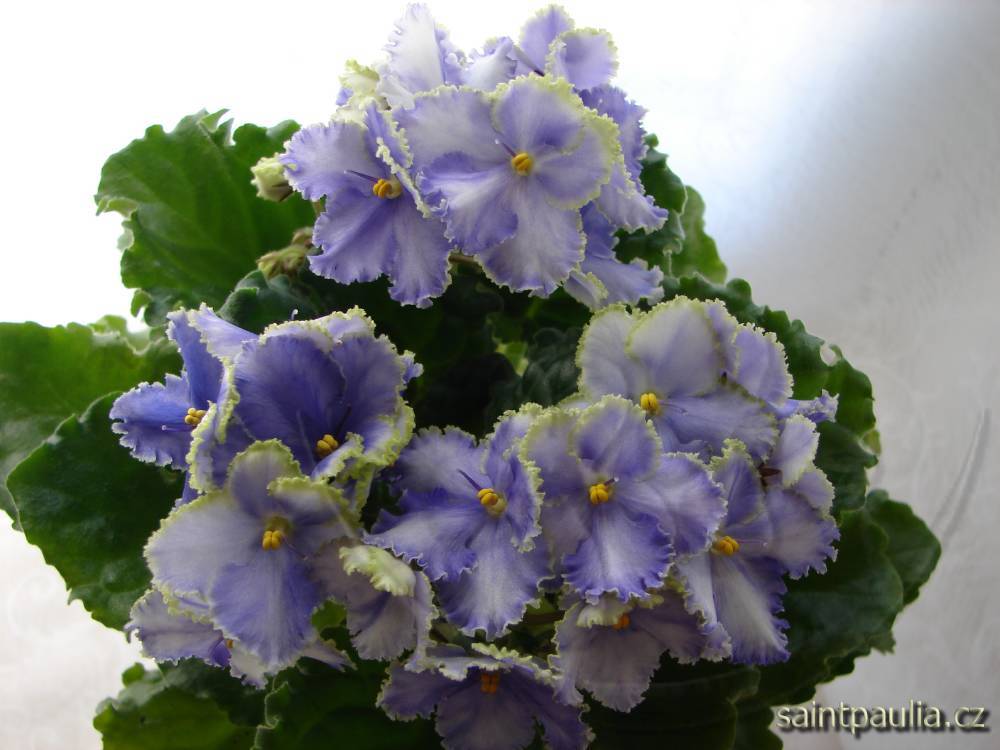 Optimara EverGrace